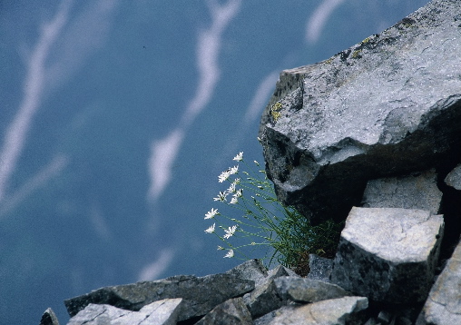 �C���c���N�T