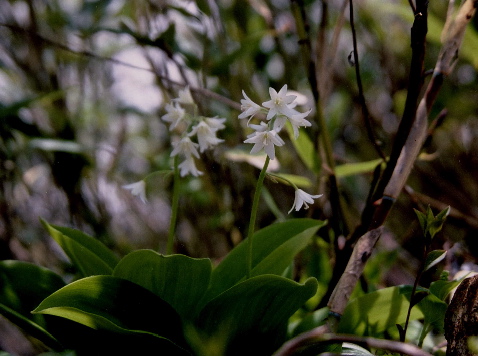 �c�o���I���g